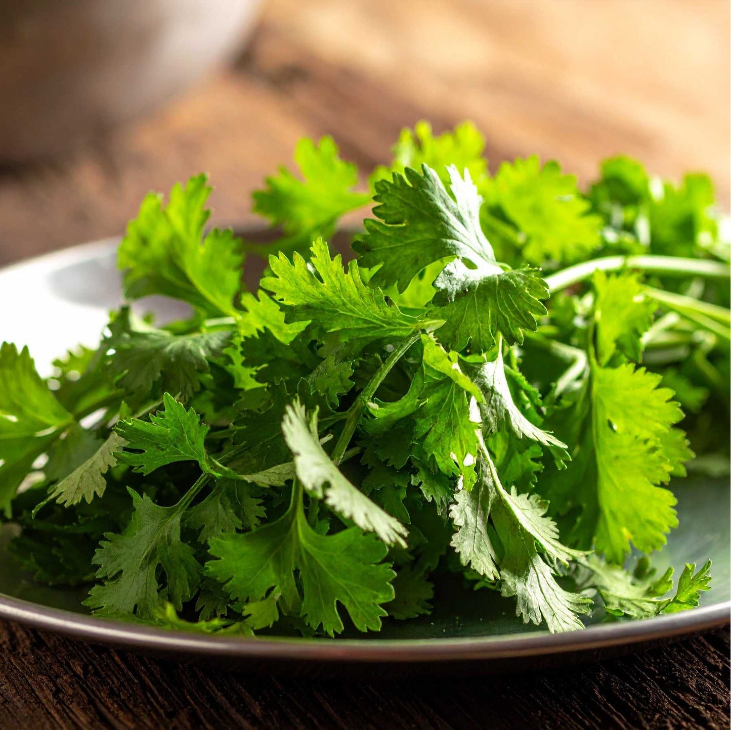 Coriander (Dhaniya)