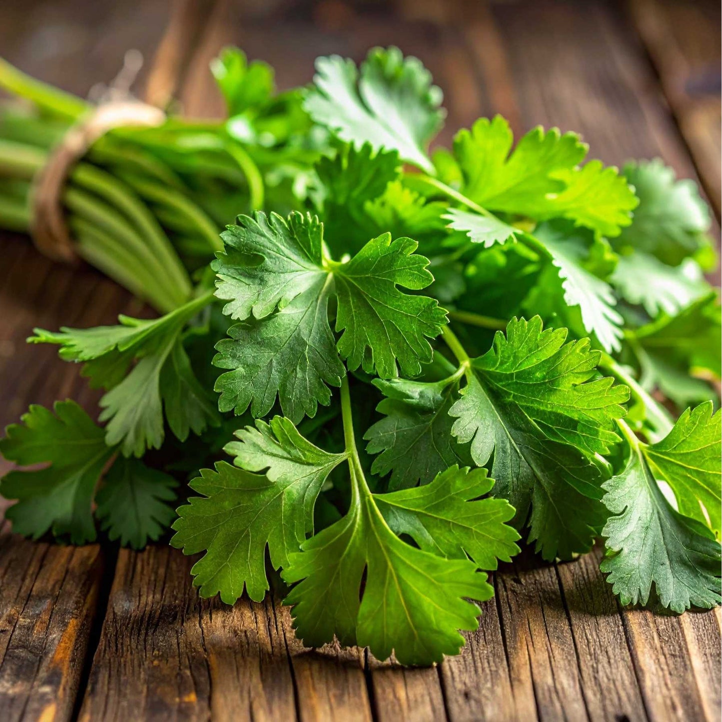 Coriander (Dhaniya)