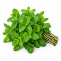 Mint (Pudina)